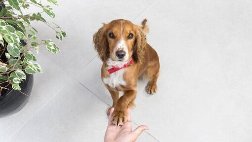 Dog shop buying guide